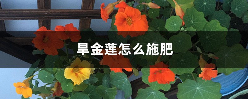 旱金莲怎么施肥