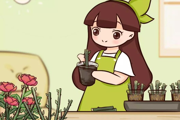 这花掰个大粗杆，土里一插，7天生根，俩月爆出满盆花！