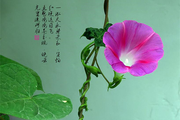 花诗23首,你还记得多少呢 花诗23首,你还记得多少呢