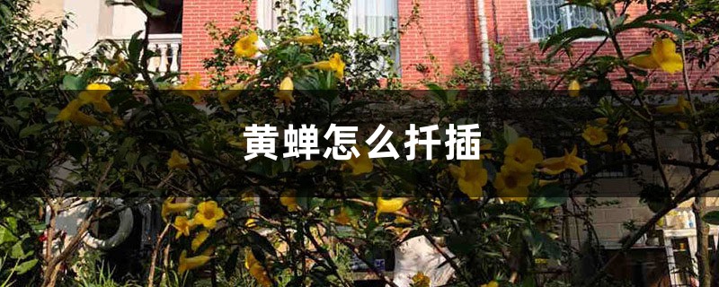 黄蝉怎么扦插