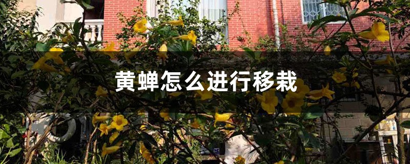 黄蝉怎么进行移栽
