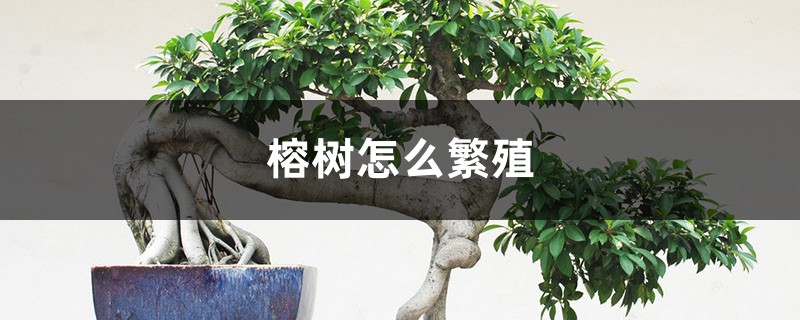 榕树怎么繁殖