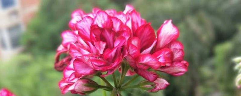 天竺葵小苗移栽方法，什么季节移栽好