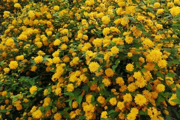6种花种在大门口，花开一整片，镇宅又霸气！
