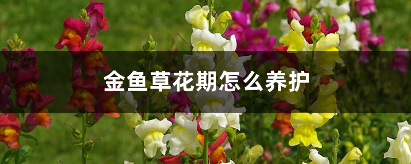 金鱼草花期怎么养护