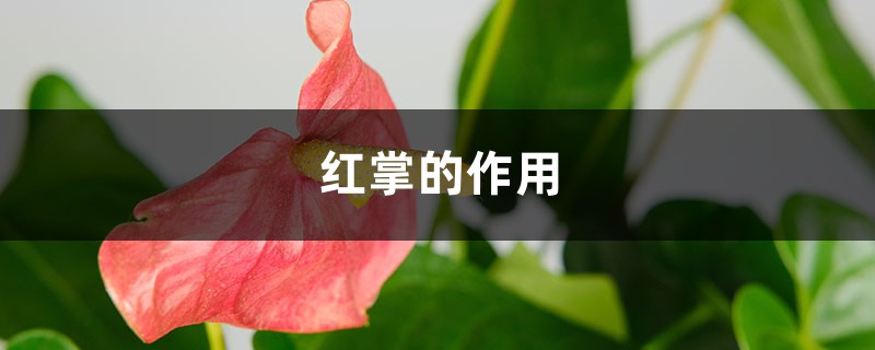 红掌的作用