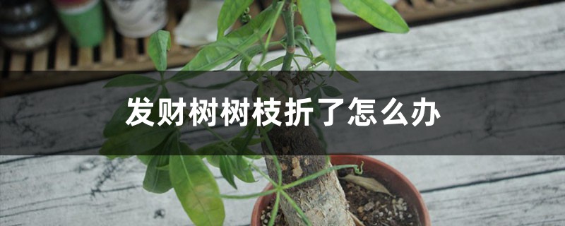 发财树树枝折了怎么办