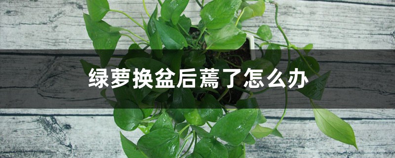 绿萝换盆后蔫了怎么办