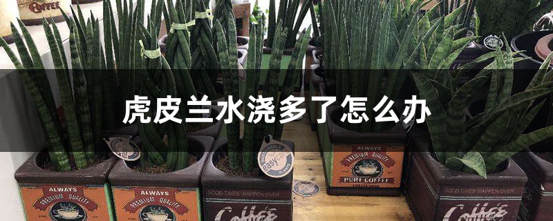 虎皮兰水浇多了怎么办