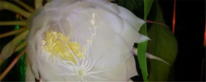 昙花叶子发黄是怎么回事，怎么办