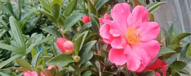茶花黄叶怎么办，为什么黄叶
