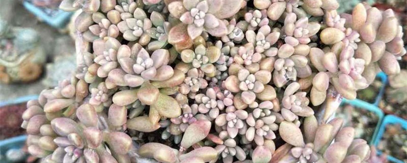 姬秋丽开花怎么处理，开花需要剪掉吗
