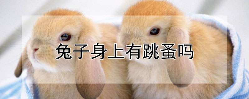 兔子身上有跳蚤吗