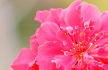 红花碧桃
