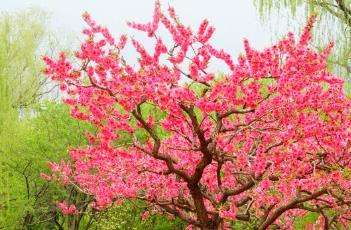 红花碧桃