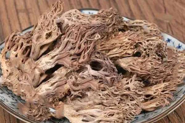 珊瑚菌的功效与作用