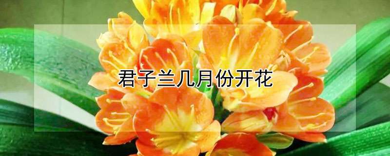 君子兰几月份开花