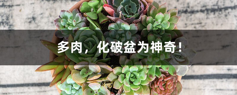 多肉，化破盆为神奇！