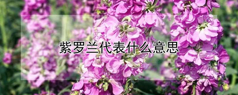 紫罗兰代表什么意思
