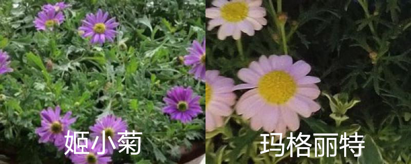 姬小菊和玛格丽特区别