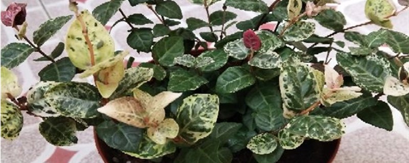 花叶络石的养殖方法和注意事项