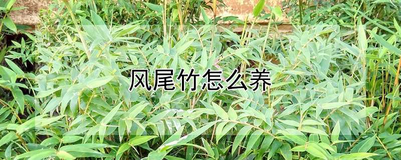 风尾竹怎么养