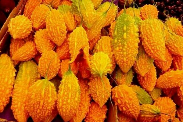 金癞瓜盆栽种植方法 金癞瓜的功效与作用