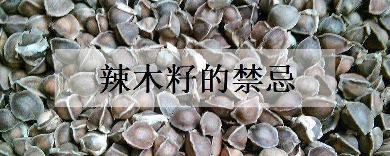 辣木籽的禁忌