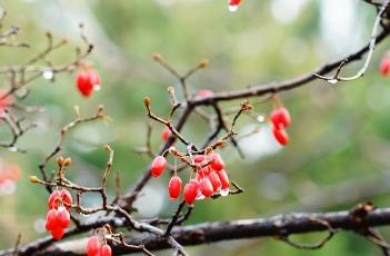 山茱萸 山茱萸