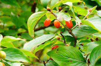 山茱萸 山茱萸