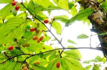 山茱萸 山茱萸