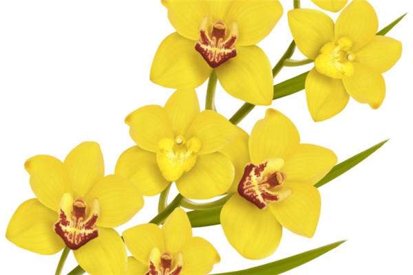 迎春花的样子和特点