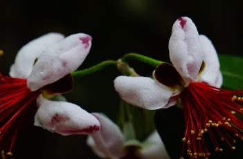 菲油果