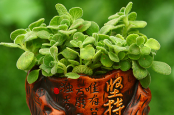 绿植的高效养护方法是什么 如何养护长得好