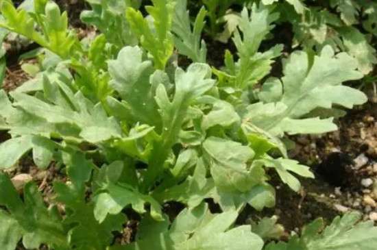 茼蒿菜怎么种植方法