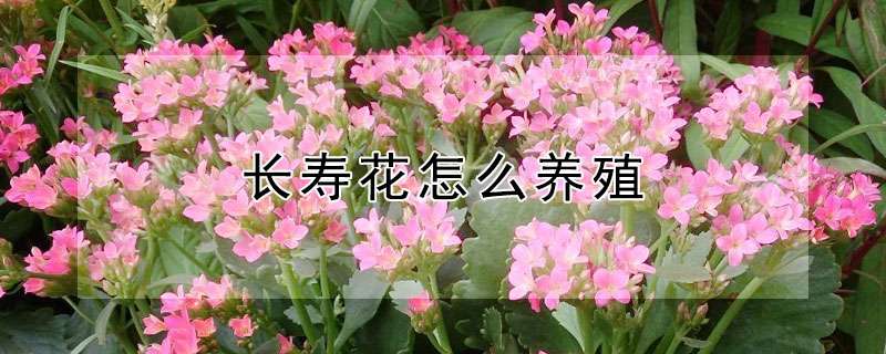 长寿花怎么养殖