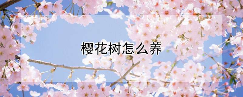樱花树怎么养