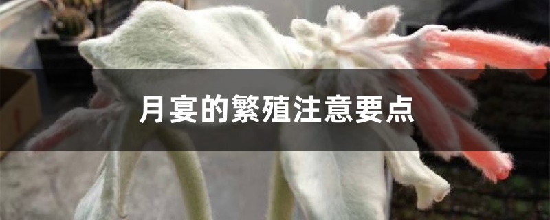 月宴的繁殖注意要点