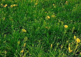 萱草 萱草