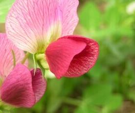 豌豆 豌豆