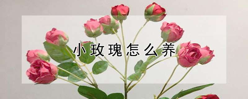 小玫瑰怎么养