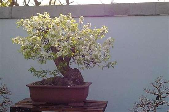 梨花什么季节开