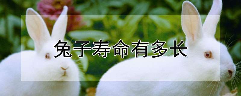 兔子寿命有多长