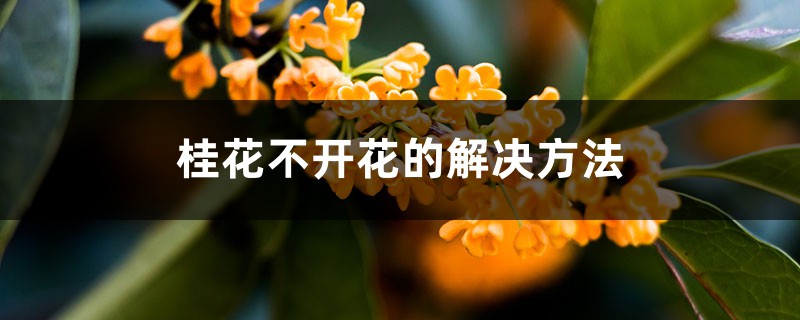 桂花不开花的解决方法