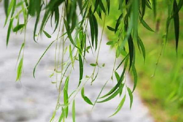 柳树会开花吗 花朵是什么颜色