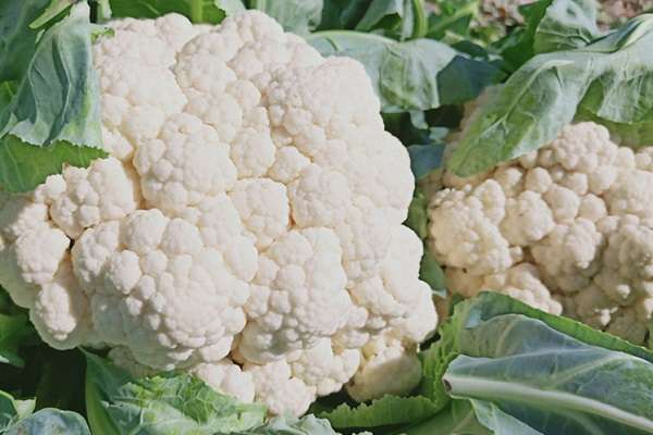 菜花的功效与作用及营养价值是什么