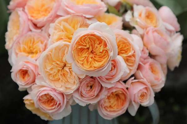 月季花图片 月季花图片