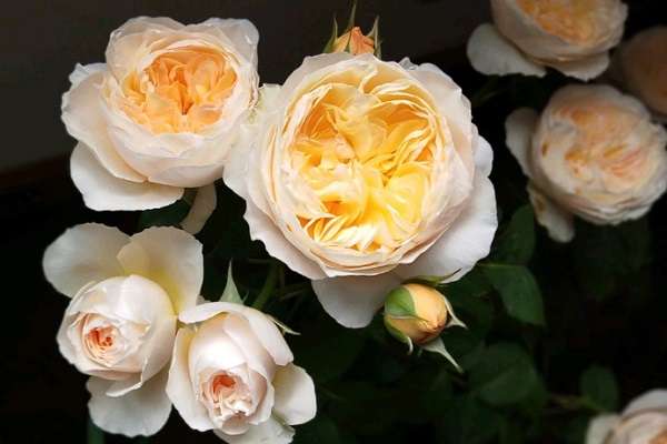 月季花图片 月季花图片