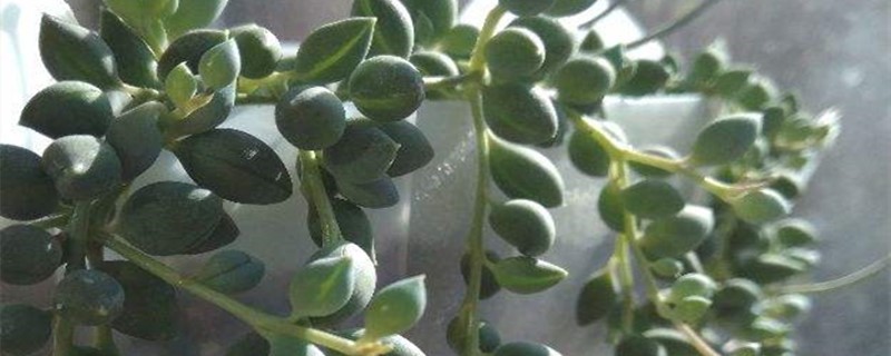 情人泪怎么繁殖，什么时候扦插