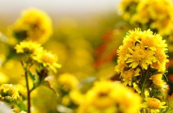 菊花脑 菊花脑